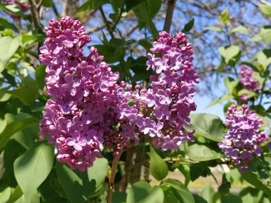 Yeşil arka planda güzel leylak çiçekleri dalları, doğal bahar arkaplanı, yumuşak seçici odak. Yüksek kalite fotoğraf