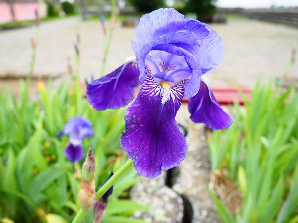 Flor Íris Íris Roxa Azul Família Iridaceae Belo Canteiro Flores — Fotografia de Stock
