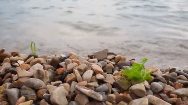 Ulva Ulvaceae科の海の緑藻の属 亜熱帯の海 多くの種が食用とされ 海レタスと呼ばれる 小石の上に波によって藻が投げ込まれる — ストック動画