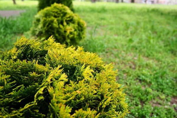 Sheared Thuja Lawn Shaping Crown Thuja Garden Park Floriculture Horticulture — Stok fotoğraf