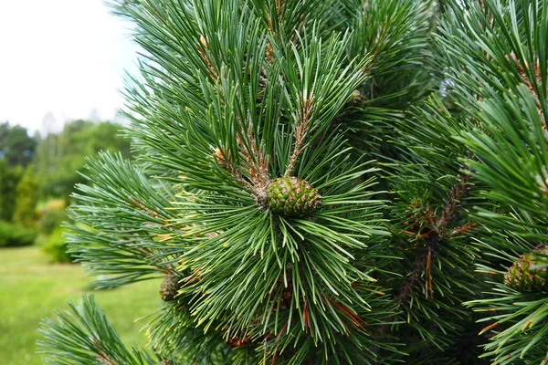 Pine Branches Golden Hour Evening Pinus Pine Genus Conifers Shrubs — Stock Photo, Image