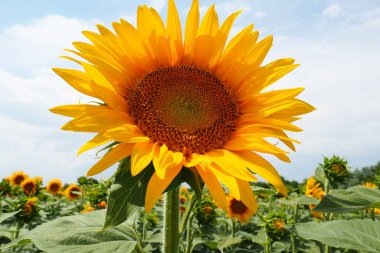 Helianthus ayçiçeği, Asteraceae familyasından bir bitki cinsidir. Yıllık ayçiçeği ve veremli ayçiçeği. Tarım alanı. Sarı yapraklı çiçek tomurcuğu. Kürklü yapraklar. Sırbistan tarımı