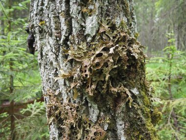 Moss and lichens on the bark of a tree in a spruce taiga forest. Karelia, Orzega. Lobaria Lobaria is a genus of lichenized ascomycetes belonging to the Lobariaceae family. Thallus foliose.