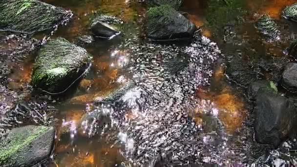 Rocky Forest Stream Orzega Karelia Ferruginous Brown Clear Water Water — Stockvideo
