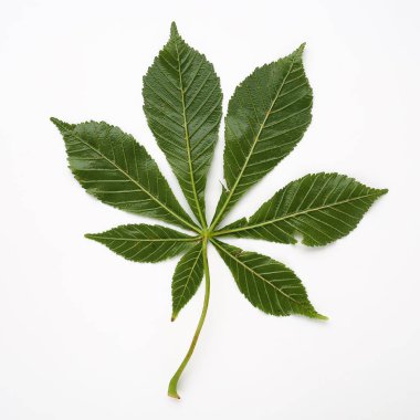 Beyaz arka planda kestane yaprağı. Yapraklar büyük, 7 - palmat, zıt, uzun minyonlu. At kestanesi, meşe palamudu, esculus Aesculus Sapindaceae familyasından bir bitki cinsi.