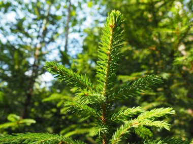 Pikea ladini, çam kozalaklı çam ağacından bir kozalaklı ağaç cinsidir. Karelia 'daki kozalaklı orman. Spruce dalları ve iğneler. Ekoloji, ormanların yok edilmesi ve iklim değişikliği sorunu.