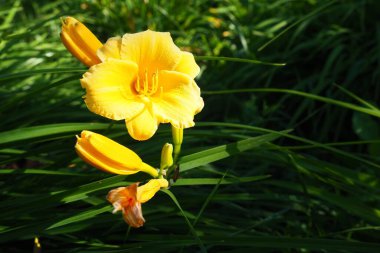 Daylily, or beautiful lemon-yellow, is a beautifully flowering perennial herbaceous plant. Long thin green leaves. Flowering as a hobby. Hemerocallis lilioasphodelus yellow variety