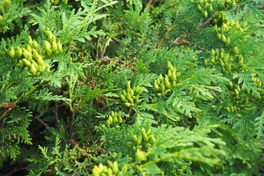 . Shaping the crown of thuja. Garden and park. Floriculture and horticulture. Landscaping of urban and rural areas. Yellow-green leaves and needles of coniferous plant.