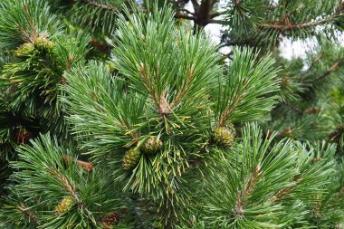 Pine branches at the golden hour in the evening. Pinus pine, a genus of conifers and shrubs in the pine family Pinaceae. Wildlife taiga of Karelia in summer