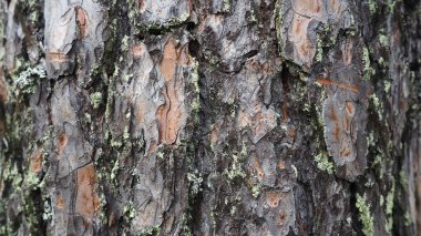 The cortex is a collection of tissues located outside the cambium. Tree bark. Pine trunk close-up with elements of moss and lichen. Taiga of Karelia