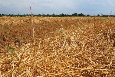 Buğday üstüne saman ve kek. Mısır gevreği kalıntılarıyla dolu bir tarla. Tarım işi. Sırbistan.