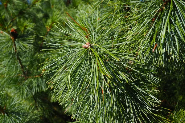 Pine Branches Golden Hour Evening Pinus Pine Genus Conifers Shrubs — Stockfoto