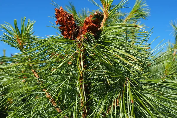 Pine Branches Golden Hour Evening Pinus Pine Genus Conifers Shrubs — Foto Stock