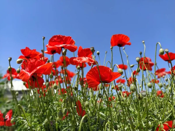 Blooming Bright Red Poppies Field Wild Beautiful Flowers Blue Sky — Stock Photo, Image