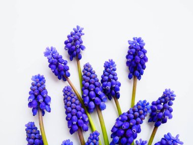 Blue spring flowers on a white background. Muscari armeniacum on a white background. Bright postcard, congratulations. Copy space still life flat lay. Armenian grape hyacinth