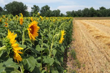 Helianthus ayçiçeği, Asteraceae familyasından bir bitki cinsidir. Yıllık ayçiçeği ve veremli ayçiçeği. Tarım alanı. Sarı yapraklı çiçek tomurcuğu. Kürklü yapraklar. Sırbistan tarımı.