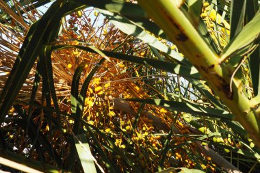 Date Palm Phoenix, Arecaceae familyasından Palmiye familyasından bir bitki cinsidir. Anka Dactylifera türünün meyveleri, hurma, yaygın bir besin maddesidir. Hurmalıkların meyveleri. Karadağ