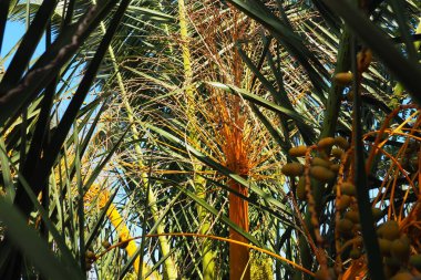 Date Palm Phoenix, Arecaceae familyasından Palmiye familyasından bir bitki cinsidir. Anka Dactylifera türünün meyveleri, hurma, yaygın bir besin maddesidir. Hurmalıkların meyveleri. Karadağ