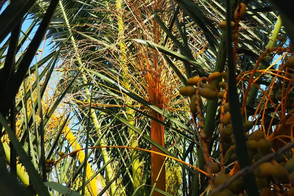 Date Palm Phoenix Date Phoenix Rod Rostlin Čeledi Arecaceae Palem — Stock fotografie
