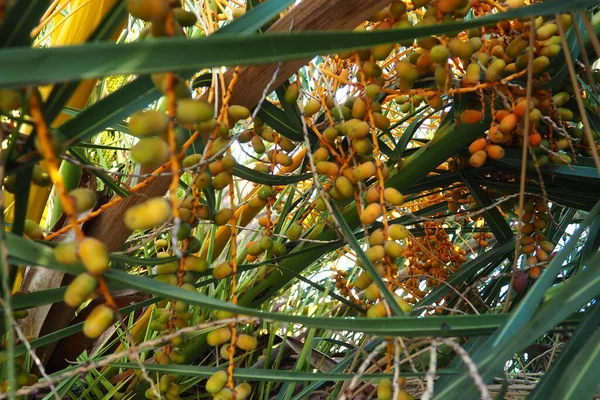 Date palm Phoenix, Date Phoenix is a genus of plants in the Arecaceae family of palms. The fruits of Phoenix dactylifera species, dates, are a common food item. Ripe fruits of date palm. Montenegro