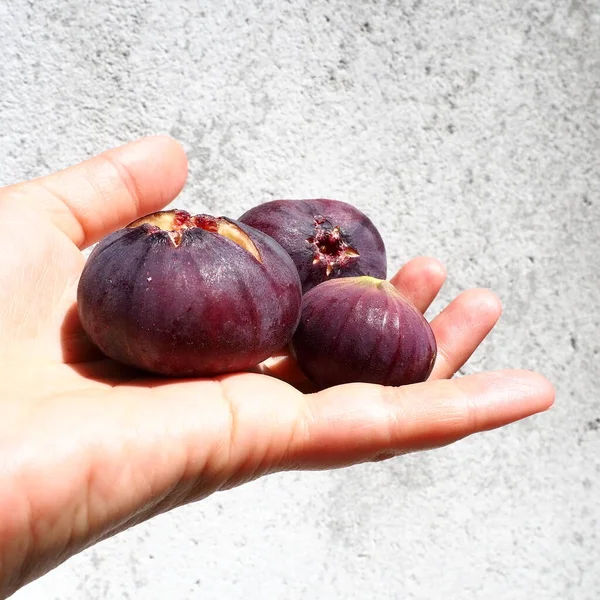 イチジクまたはイチジクの木 または一般的なイチジクの木 またはFicus Caricaはマルベリー科のFicus属の亜熱帯落葉植物です 健康食品 女性の手の手のひらに紫色のイチジクの果実を熟す — ストック写真