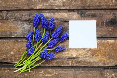 Blue spring flowers on a wooden background. Muscari armeniacum on a table. White sheet of paper for text. Copy space still life flat lay. Armenian grape hyacinth