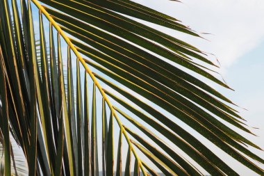 Mavi gökyüzünde palmiye dalları. Güneşli bir hava. Tatil köyünde. Hindistan cevizi ve tarih sallanıyor. Mavi gökyüzü. Turizm ve tropik yerlere seyahat. Karadağ, palmiye ağaçları. Tatil zamanı.