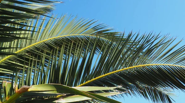 Пальмовые Ветви Против Голубого Неба Солнечная Погода Отпуск Курорте Кокосовый — стоковое фото
