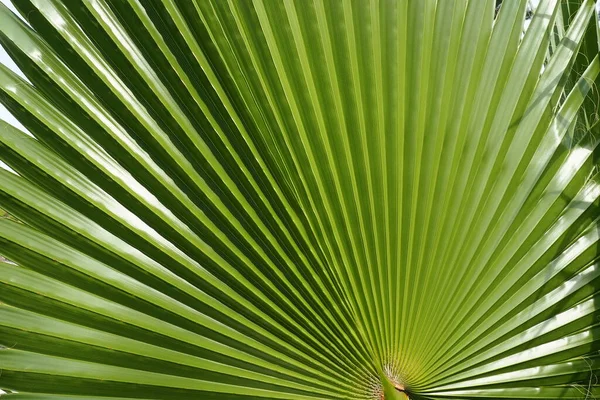 Liście Palmy Tekstury Cieniem Światłem Liście Palmowe Jasnozielonych Żółtych Kolorach — Zdjęcie stockowe