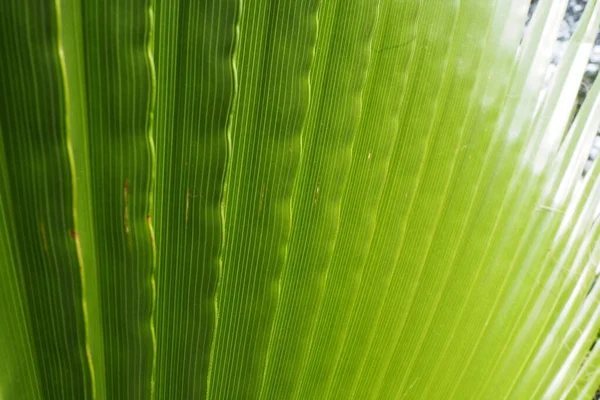 Palmblätter Strukturieren Sich Mit Schatten Und Licht Palmblätter Leuchtend Grünen — Stockfoto