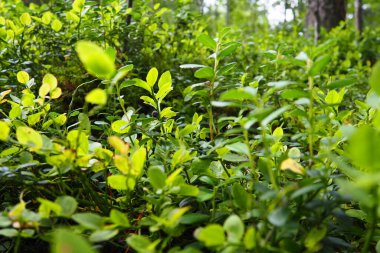 Yabanmersini, ya da yabanmersini mersinli mersinli mersin otu, düşük büyüyen bir çalılık, Heatheraceae familyasından bir aşı türü. Orman mavi mor böğürtlen ve yeşil yapraklar. Böğürtlen topluyorum