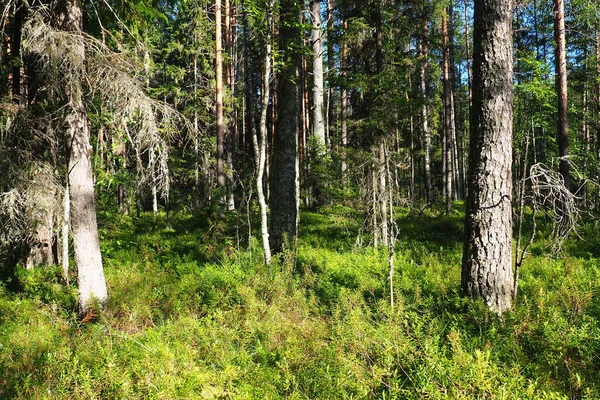 Taiga biome dominated by coniferous forests. Picea spruce, genus of coniferous evergreen trees in the Pine family Pinaceae. Russia, Karelia, Orzega. Dense forest. Terrible bowl. Wild deserted forest