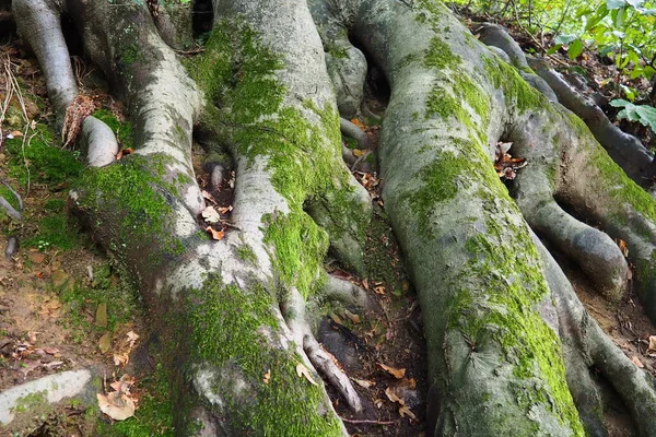 緑の苔で覆われた根 バニャ コビジャカセルビアテラス公園 根は植物の地下部分であり 土の中で強化し そこから水や栄養素を吸収するのに役立ちます — ストック写真