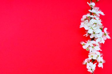 Kırmızı arka planda beyaz kuş kirazı çiçekleri. Uzayı metin için kopyala. Bayram ya da davetiye için parlak kart. Bahar geldi.