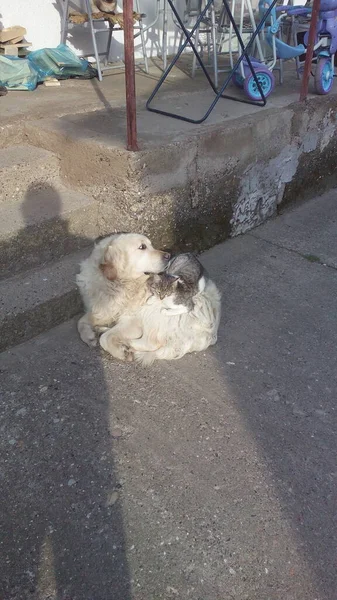A cat and a dog are warming each other on the street asphalt. The cat climbed on the dog and curled up. A scene on the street. The problem of homeless animals. Friendship and assistance among animals.