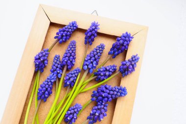 Blue spring flowers on a white background. Muscari armeniacum. Bright postcard, congratulations. Copy space still life flat lay. Armenian grape hyacinth. Photo frame made of cardboard and wood.