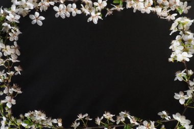 Siyah arkaplanda beyaz çiçeklerden yapılmış bir çerçeve. Üst manzara çiçek kompozisyonu. Düz konum düzenlemesi. Bahar arkaplan konsepti. Kuş kiraz tomurcuğu süslemesi. Kopyalama alanı olan kartpostal