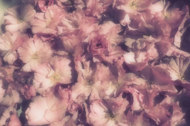 Pembe çiçekler kirazlı sakura arka plan. Çiçek duvarı. Yumuşak seçici odaklanma. Tatil kartpostalı. Pembe taç yaprakları ve sarı mamalar. Güzel arka plan. Bulanık sanat. Bahar kiraz çiçeği. Prunus serrulata