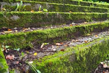 Açık merdiven yosun, küf ve diğer bitkilerle kaplı. Banja Koviljaca, Loznica, Sırbistan. Bir binanın kalıntıları
