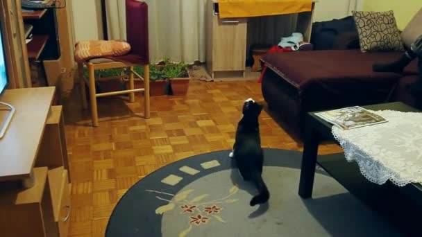 Domowy Czarno Biały Kot Zauważył Muchę Latającą Pokoju Skoczył Wysoko — Wideo stockowe