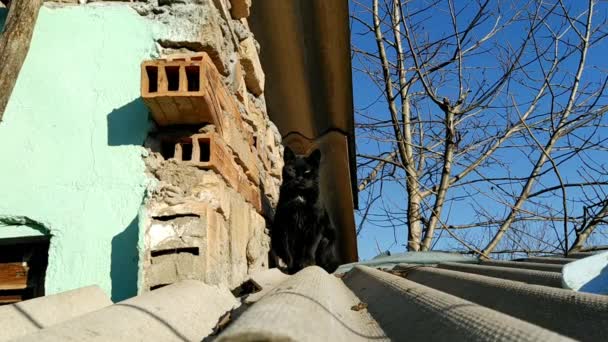 黄色の目をした黒い美しい若い猫が家の屋根の上に座っています 春の3月の太陽の下で動物の背部 3月の猫は屋根の上で愛の冒険を待っています 田舎暮らし — ストック動画