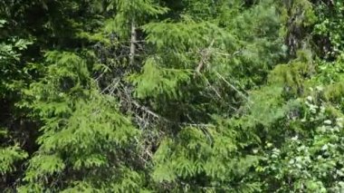 Picea spruce, a genus of coniferous evergreen trees in the pine family Pinaceae. Coniferous forest in Karelia. Spruce branches and needles. Spruce branches sway in a strong wind in sunny weather