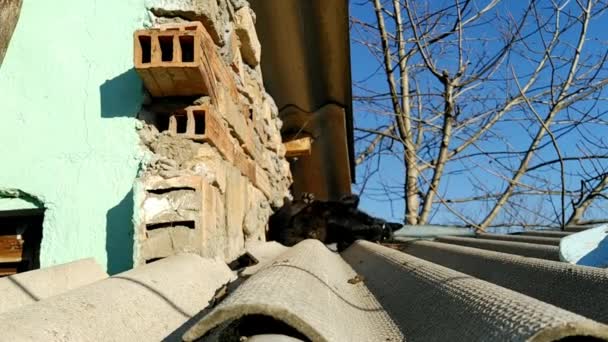 一只黄眼睛的黑猫在房子的石板屋顶上打滚和擦擦 这种动物在春天三月的阳光下晒太阳 三月的猫在屋顶上等待爱情冒险 国家生活 — 图库视频影像
