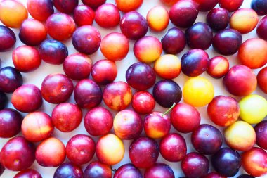Beyaz arka planda kiraz eriği. Sarı-kırmızı erik karışımı az önce ağaçtan çıkarıldı. Lezzetli taze erik meyveleri. İndirimli katalog için büyük vişneli erik. Beyaz arka planda yemek.
