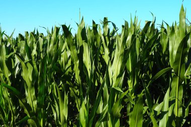 Mısır uzun yıllık bir otçul bitkidir. Tahıl mahsulü. Yazın akşamları altın bir saatte tarlada mısır yetiştirmek. Sırbistan. Açlık ve yemek sorunu. Tarım. Mısır tarlası ve mavi gökyüzü