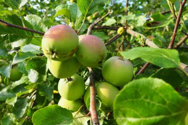 Elma dalında pembe-yeşil olgun elmalar. Taze lezzetli meyveler. Bahçıvanlık ve tarım. Yaz meyve hasadı. Kırsalda meyve ağacı var. Ağaçtaki elmalar