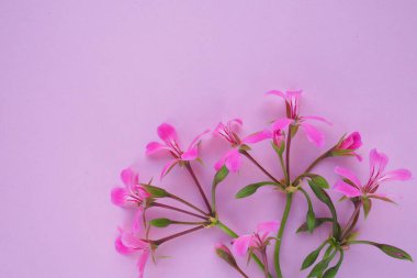 inflorescence of ivy geranium on a pink background. Beautiful inflorescence of pink ivy geranium in the bottom right corner. Copy space for text. Postcard for March 8, Valentines Day, Mothers Day