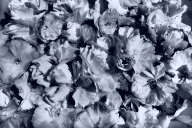 flowers cherry sakura background. Flower wall. Holiday postcard. Petals and stamens. Beautiful background. Petal art. Spring cherry blossom. Prunus serrulata. Black and white monochrome
