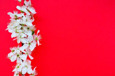 Kırmızı arka planda beyaz kuş kirazı çiçekleri. Uzayı metin için kopyala. Bayram ya da davetiye için parlak kart. Bahar geldi.