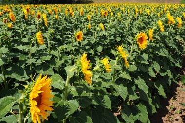 Tarım ayçiçeği tarlası. Helianthus ayçiçeği, Asteraceae familyasından bir bitki cinsidir. Yıllık ayçiçeği ve veremli ayçiçeği. Sarı yapraklı çiçek tomurcuğu. Kürklü yapraklar. Sırbistan
